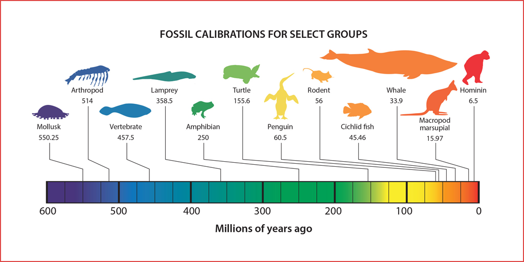 Rates of Evolution – Palaeolove. Science meets Design